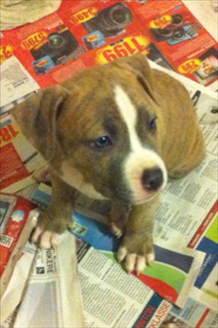 Djarco. - Det er så Djarco musen, med hvid blis og bryst. plet i nakken, og hvide "tær"
håber han bliver en god hund, glæder mig ihvertfald til at kommer hjem senere idag. billede 13