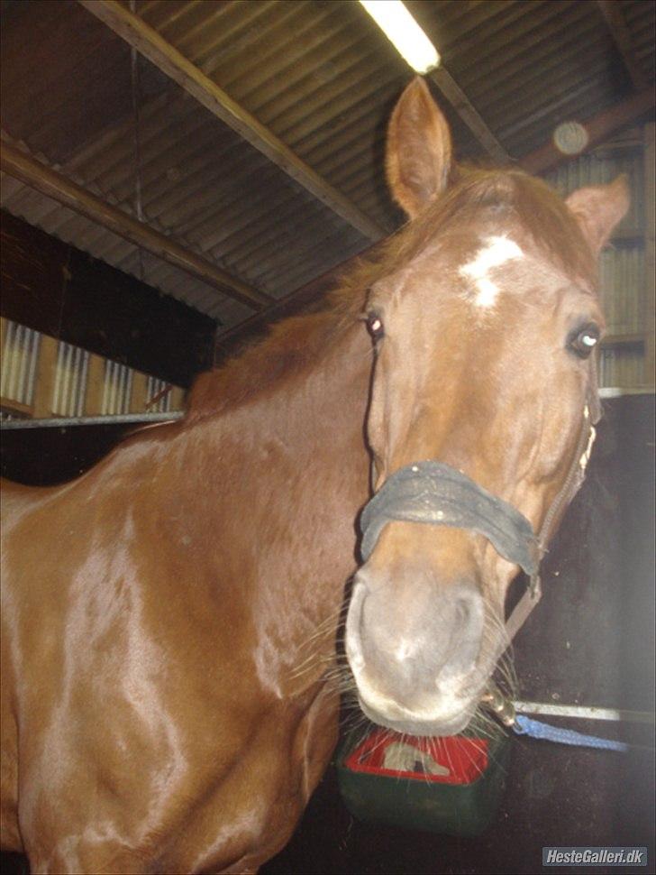 Lando fra ORKK billede 5