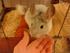 Min Chinchilla Chico