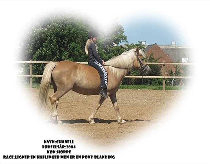 Billeder jeg har lavet  - Til Chanell´s ejer
det er kun hende der må tage billedet billede 26