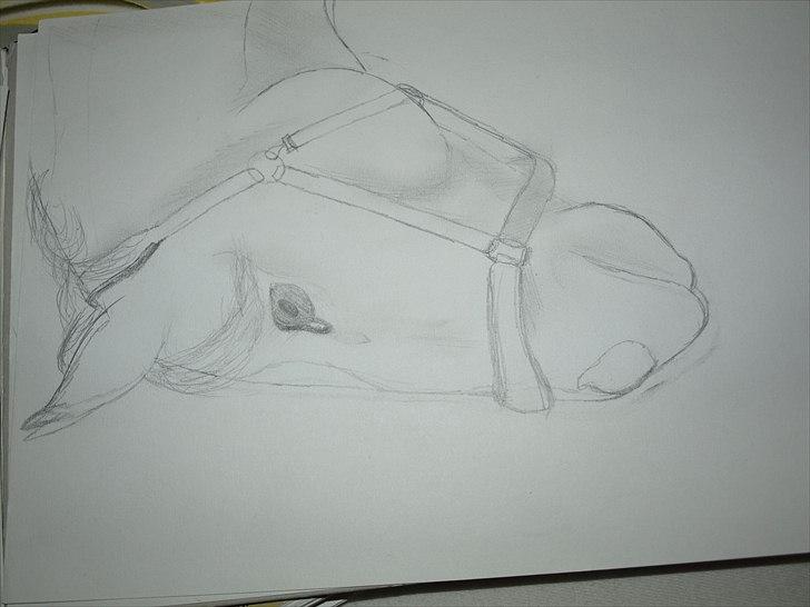 Tegninger - Tegnet efter en venindes hest.. billede 5