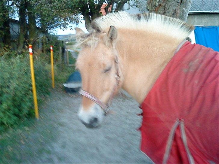 Sjove billeder - Godnat <3
Röskva billede 3