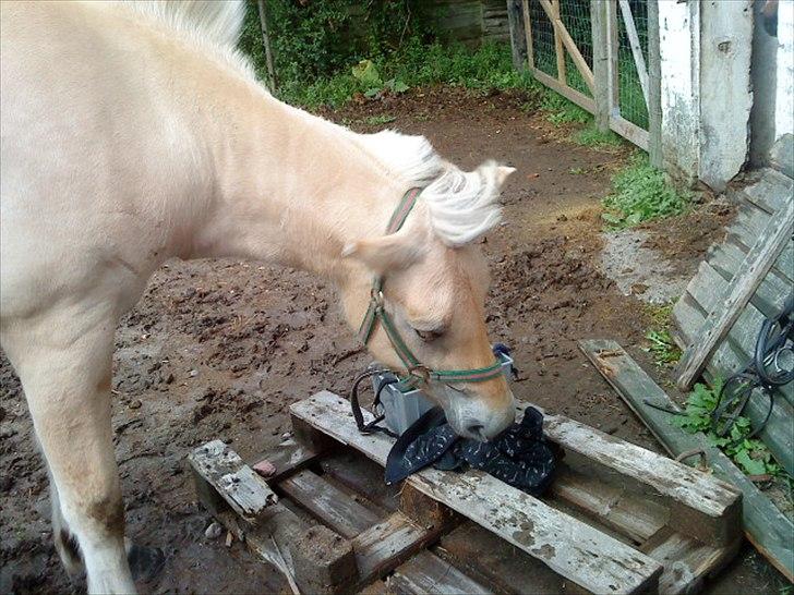 Sjove billeder - Min trøje! XD
Rosita billede 4