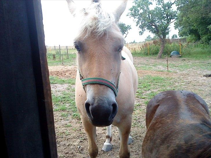 Sjove billeder - Jamen hej Rosita
Rosita billede 5