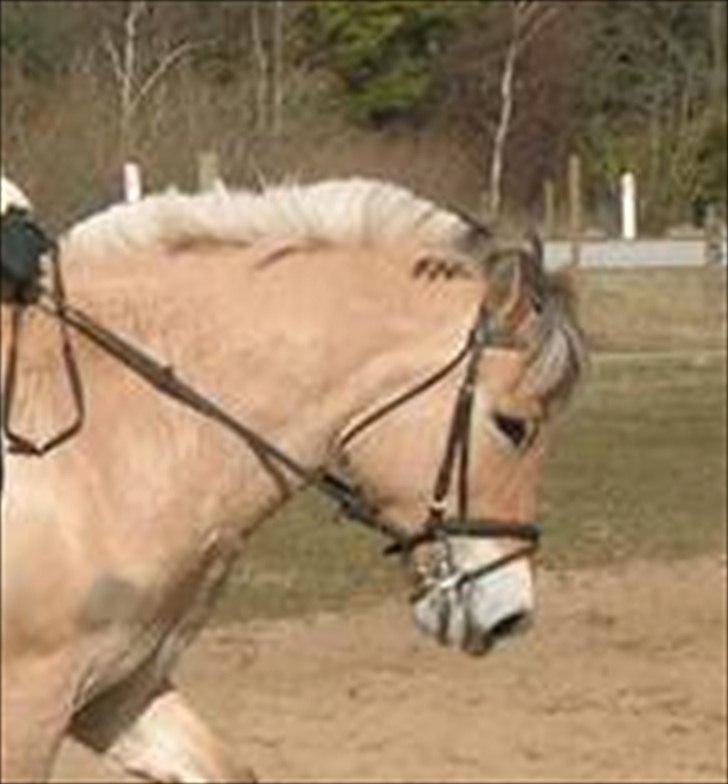 Andre heste, INFO SAVNES billede 8