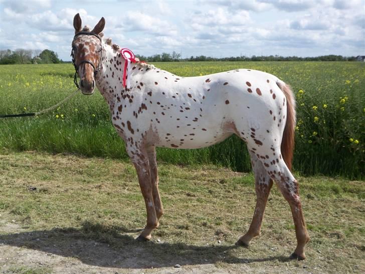 Tidligere heste,føl og ponyer - Ejstrups Catador lækker hoppe Jannikas 4 føl født 2006 nu solgt til Sjælland.
 billede 4