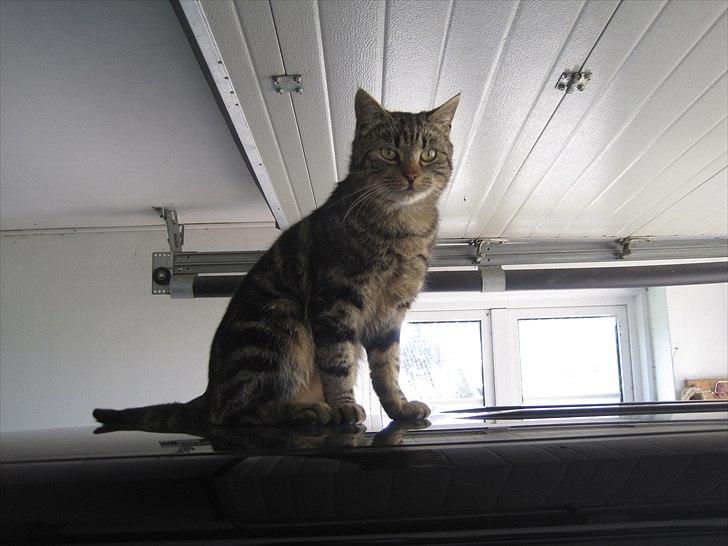 Ridelejr, BBH :D:D billede 19