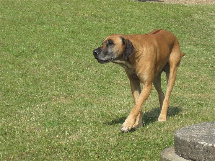 Ridelejr, BBH :D:D billede 25