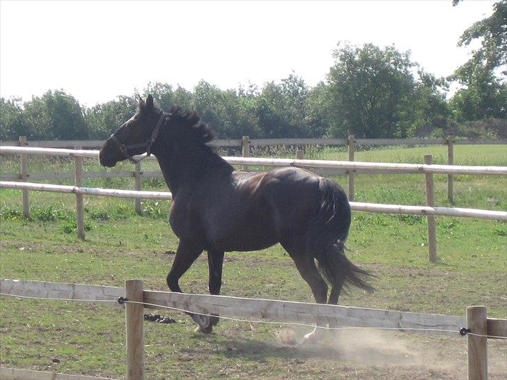 Ridelejr, BBH :D:D billede 27