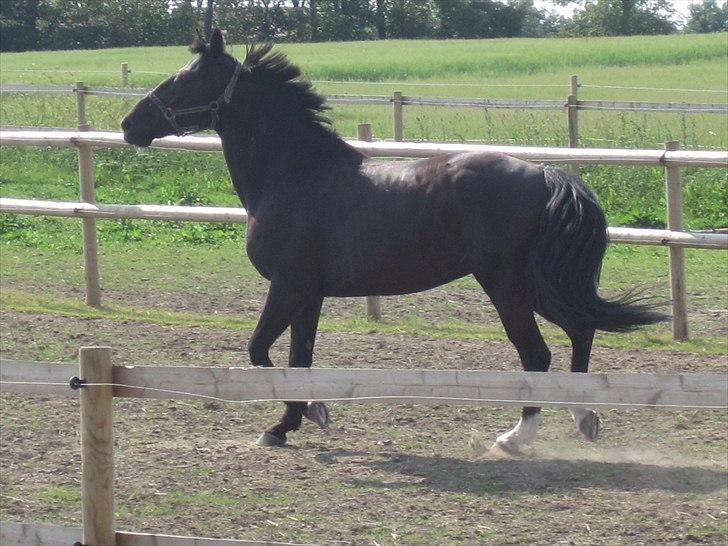 Ridelejr, BBH :D:D billede 28