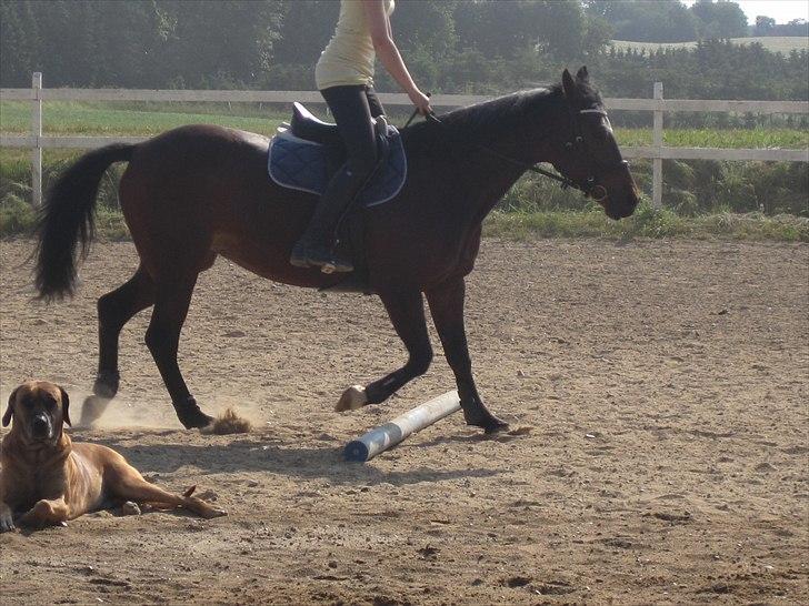 Ridelejr, BBH :D:D billede 32