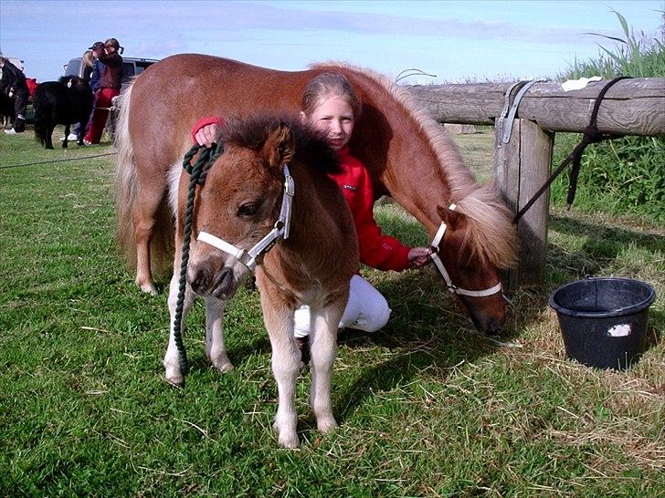 Kåring og dyreskuer - Til nibe dyreskue 22 point billede 1
