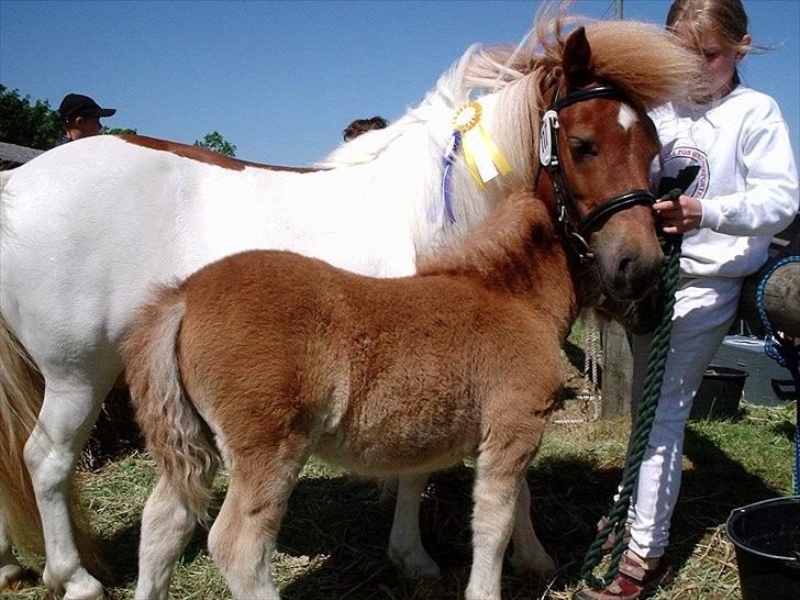 Kåring og dyreskuer - Rose til løgstør dyreskue 23 point og æres præmie billede 2