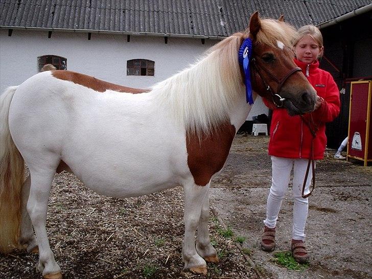 Kåring og dyreskuer - Rose til kåring kåret i anden klasse a med 37 point billede 3