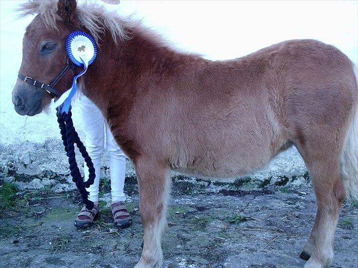 Kåring og dyreskuer - Rabunsel til plagskue i suldryp med blå roset billede 4