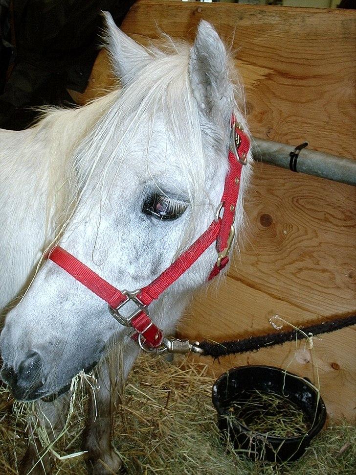 Kåring og dyreskuer - Yvette til kimberskuet i Aars med 22 point år 2009
 billede 5