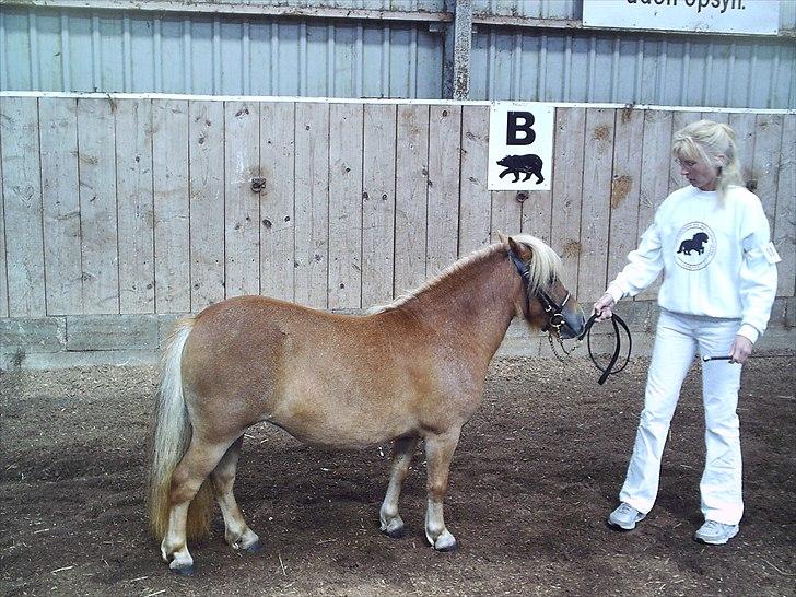 Kåring og dyreskuer - Rosa til kåring år 2008 med 38 point billede 6