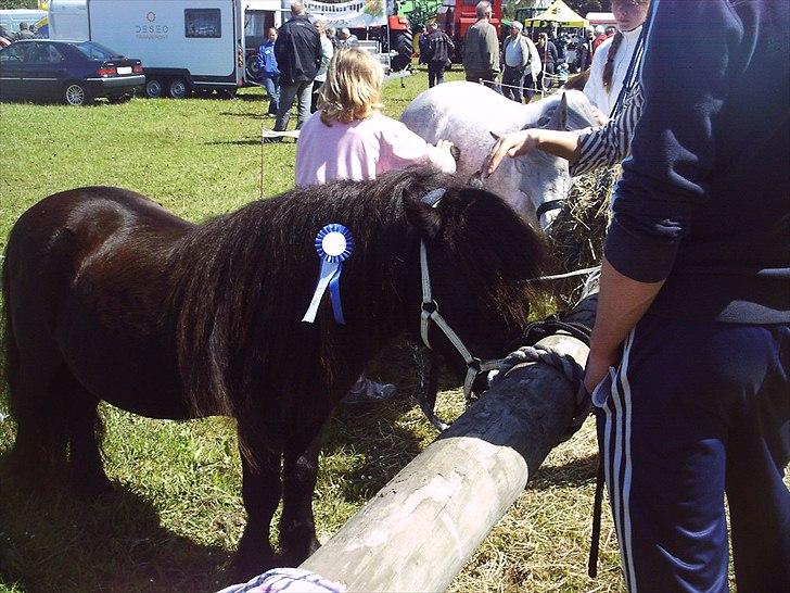 Kåring og dyreskuer - Absalon til løgstør dyreskue med 23 point billede 7