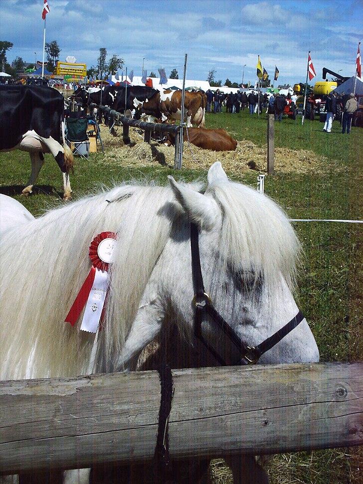 Kåring og dyreskuer - Yvette til løgstør dyreskue med 24 point og æres præmie billede 8