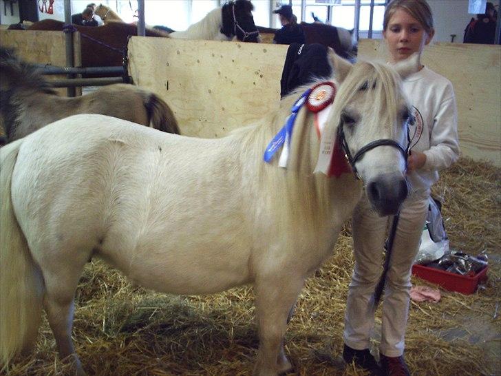 Kåring og dyreskuer - Yvette til kimberskuet år 2010 med 23 point og æres præmie billede 9