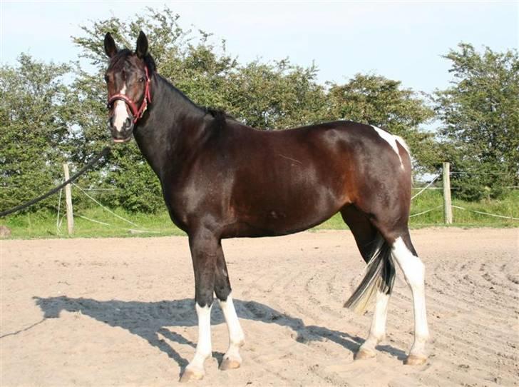 Solgte ponyer/heste fra Stutteri Højgård som jeg har redet - Titana

Far: Soul Charfilo PIH 27
Kåret pintohoppe.
Født: 2003 ; Stg: 148cm m. sko
Hun er i februar 2008 solgt til Tine Larsen, som vil bruge hende til dressur. billede 3