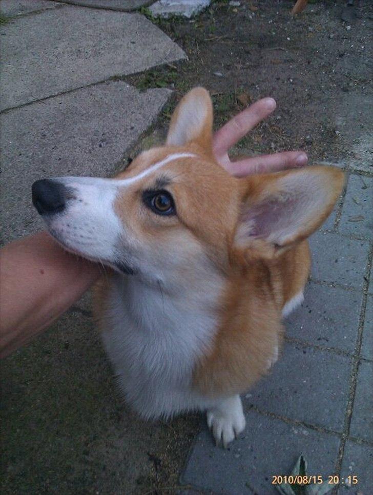 Forsøg på at tegne efter en hund - Billedet jeg har brugt billede 1