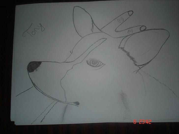 Forsøg på at tegne efter en hund - Sådanne kom det til at se ud billede 2