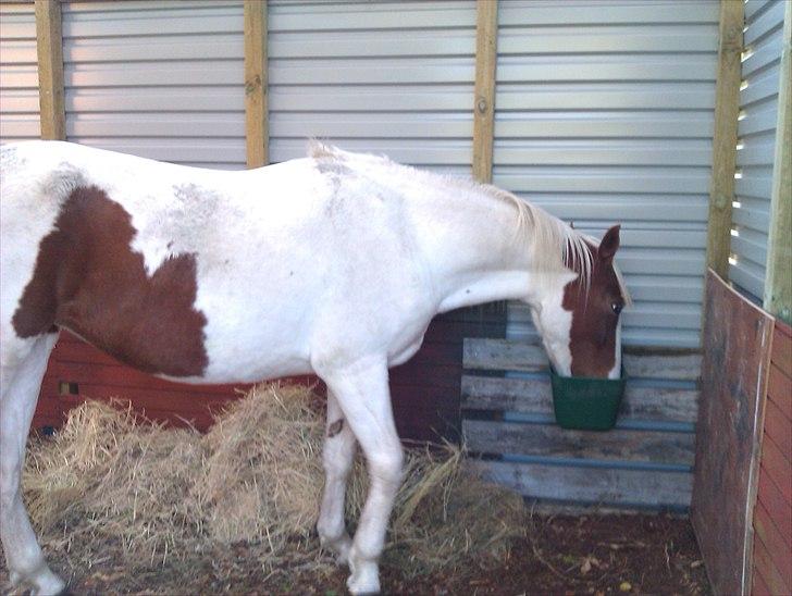 Hestebo ala Als Odde billede 10