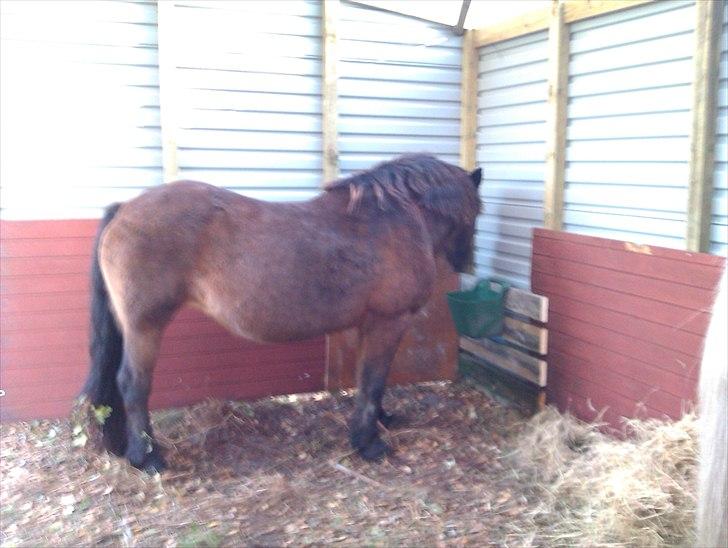 Hestebo ala Als Odde billede 11