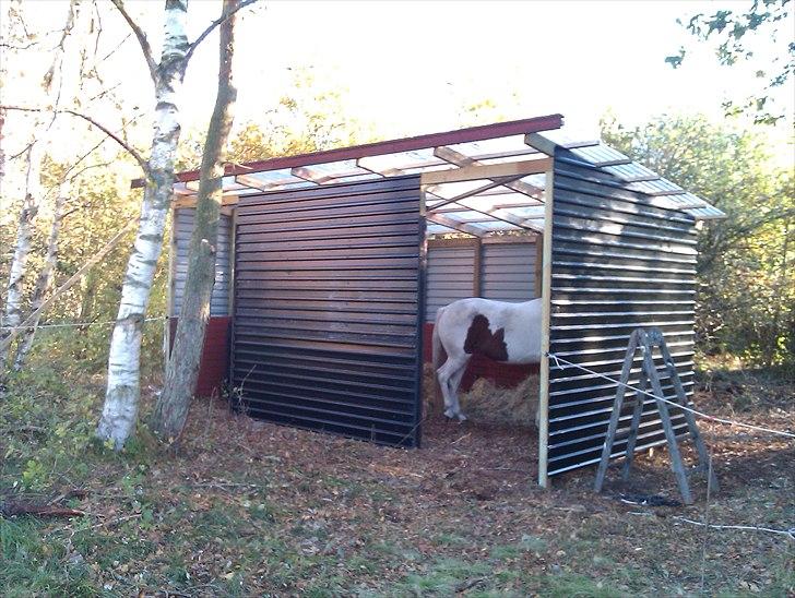 Hestebo ala Als Odde billede 12