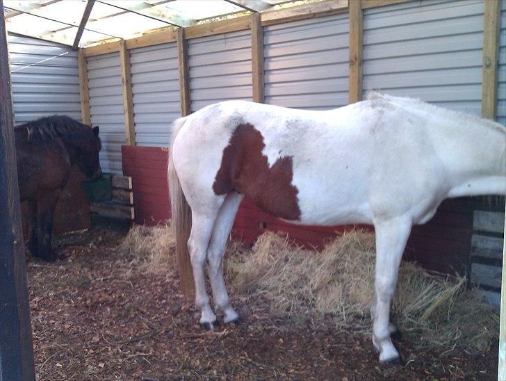 Hestebo ala Als Odde billede 13