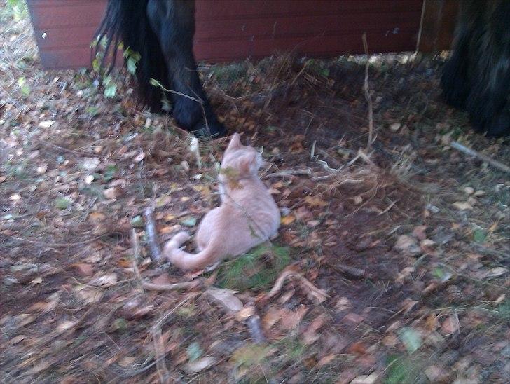 Hestebo ala Als Odde billede 14