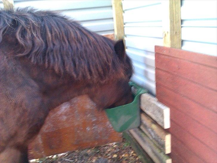 Hestebo ala Als Odde billede 15