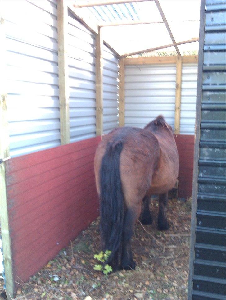 Hestebo ala Als Odde billede 17