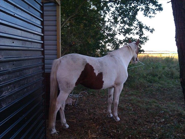 Hestebo ala Als Odde billede 18