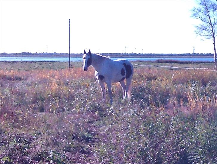 Hestebo ala Als Odde billede 19