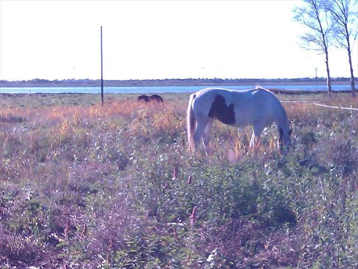 Hestebo ala Als Odde billede 20