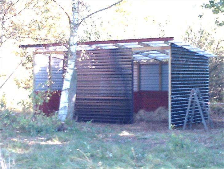 Hestebo ala Als Odde billede 21