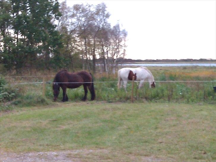 Hestebo ala Als Odde billede 22