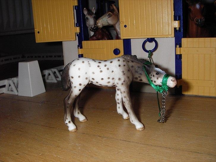 Rosengaarden's Schleich Heste - Navn: Rosengaarden's Knap, Køn: Hingst, Race: Knabstrupper, Mor: RG's Belladonna, Far: RG's India billede 71