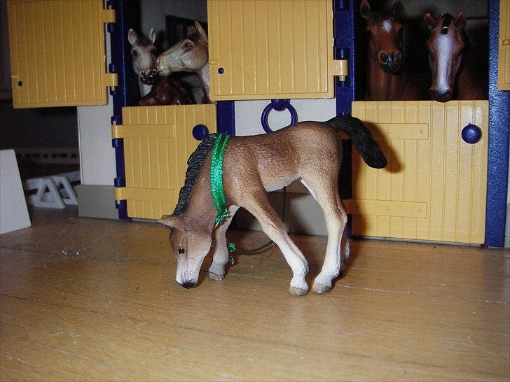 Rosengaarden's Schleich Heste - Navn: Rosengaarden's Shang Kahng, Køn: Hingst, Race: Araber, Mor: RG's Sif, Far: RG's Shamir billede 74