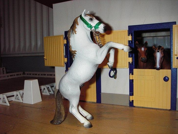 Rosengaarden's Schleich Heste - Navn: Rosengaarden's Friend, Køn: Hingst, Race: Mustang, Mor: Navnløs, Far: Navnløs, Alder: 5 år, Kommentar: Friend er Petrines hest. Han er meget vild og frisk men han er ret rolig når der bliver lavet voltegering på ham. billede 62