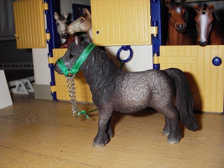 Rosengaarden's Schleich Heste - Navn: Rosengaarden's Frisko, Køn: Hingst, Race: Shetlønder, Mor: Sasha, Far: Branedo de Grando,  Alder: 6 år, Kommentar: Frisko er en frisk lille hingst og han kan godt være lidt strid men inderst inde er han blid som et lam. billede 56