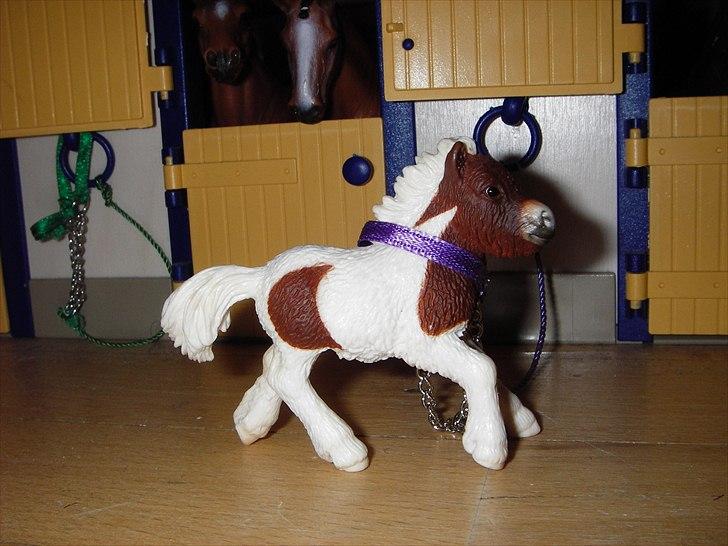 Rosengaarden's Schleich Heste - Navn: Rosengaarden's Lillen, Køn: Hoppe, Race: Shetlænder, Mor: RG's Miss Zippie, Far: RG's Frisko, Alder: 1½ år, Kommentar: Lillen er et friskt og nysgerrig lille føl. Hun er fuld af selvtillid! billede 55