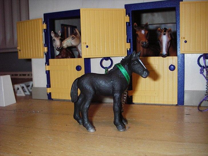 Rosengaarden's Schleich Heste - Navn: Rosengaarden's Blis, Køn: Hingst, Race: Blanding, Mor: RG's Mona Lisa, Far: Ukendt, Alder: 1 år, Kommentar: Blis er efter min mening er meget kedligt føl. Han står bare hved siden af sin mor og spiser hele dagen og han gider ikke løbe rundt sammen med de andre føl. billede 58