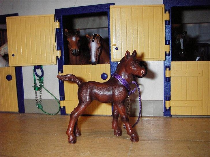 Rosengaarden's Schleich Heste - Navn: Rosengaarden's Bounty, Køn: Hoppe, Race: Blanding af Appalosa og Hannoveraner, Mor: RG's Snehvide, Far: RG's Benn (da han var hingst) billede 76