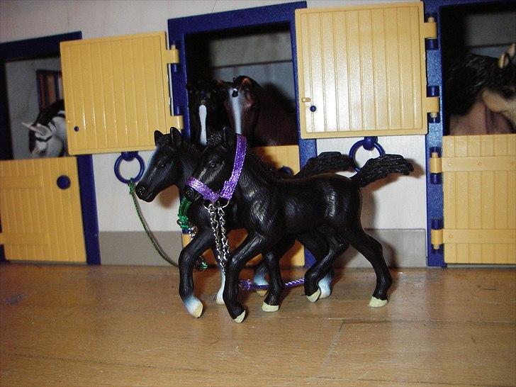 Rosengaarden's Schleich Heste - Navn: Rosengaarden's Bellisimo, Køn: Hingst, Race: Lipizanner, Mor: Moonlight Minuts, Far: Kingfisher (grøn grime) 
Navn: Rosengaarden's Bella, Køn: Hoppe, Race: Lippizanner, Mor: Moonlight Minuts, Far: Kingfisher (lilla grime) billede 89