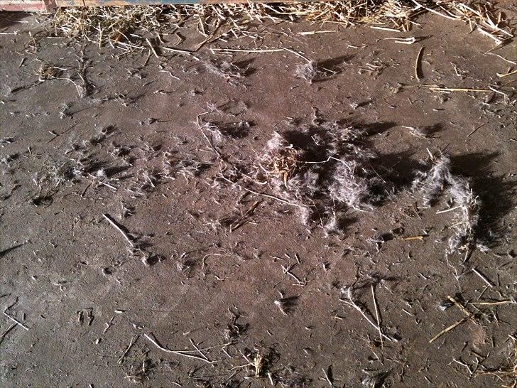 MF med regneksem ):  billede 1