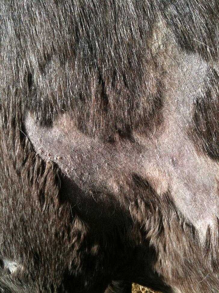 MF med regneksem ):  billede 2