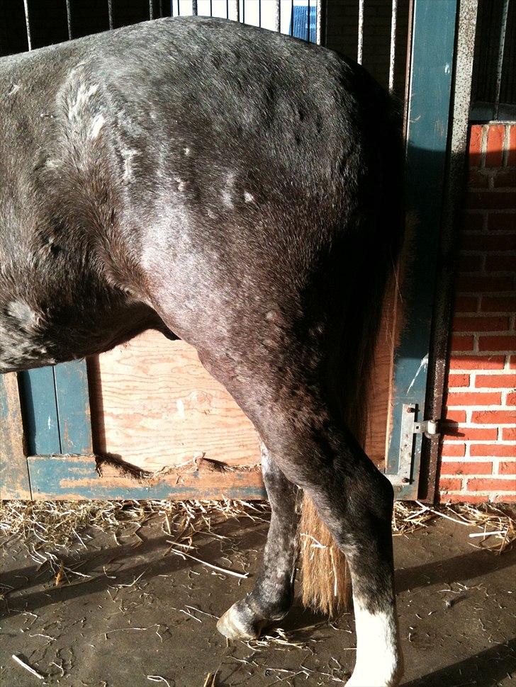 MF med regneksem ):  billede 3